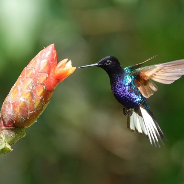 AVES ANCHICAYA JULIO (10)