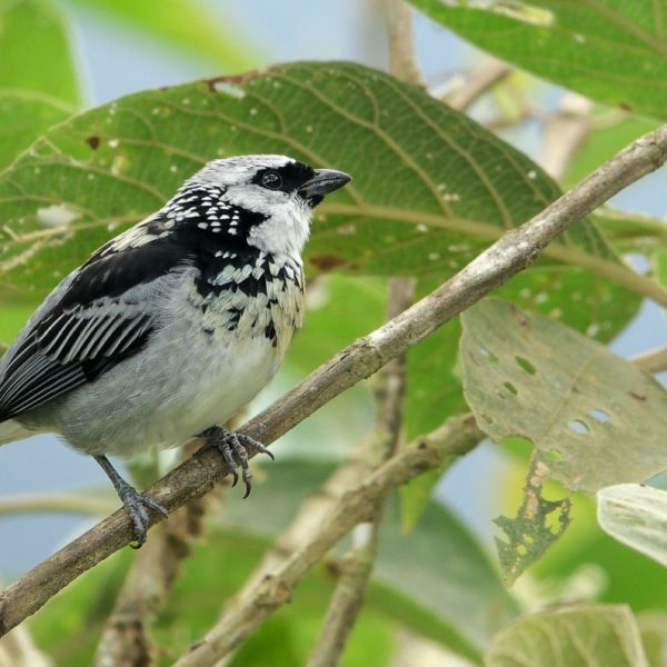 AVES ANCHICAYA JULIO (5)