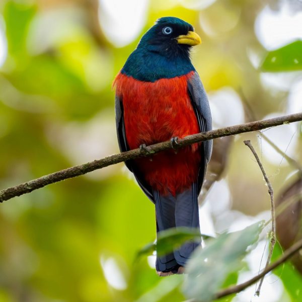 IMG-2022 trogon